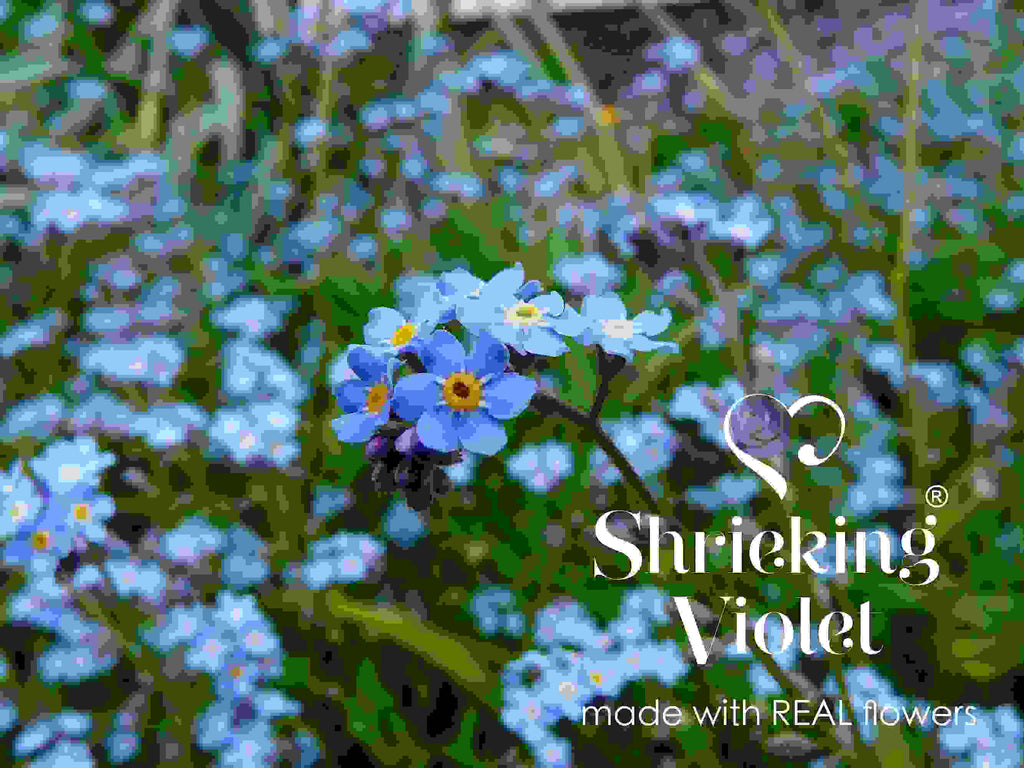 Forget-Me-Not Round Stud Earrings