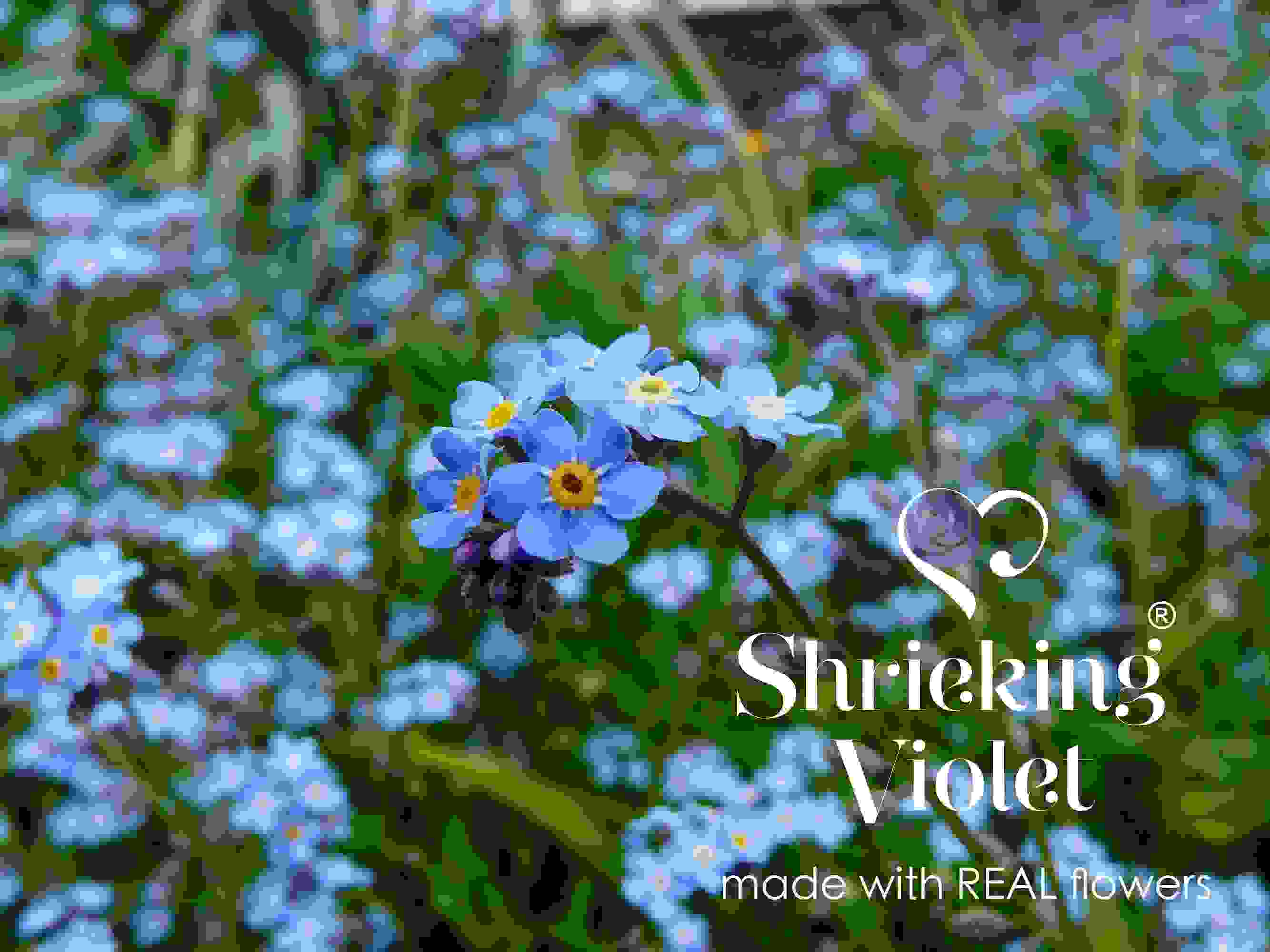 Forget-Me-Not Round Stud Earrings