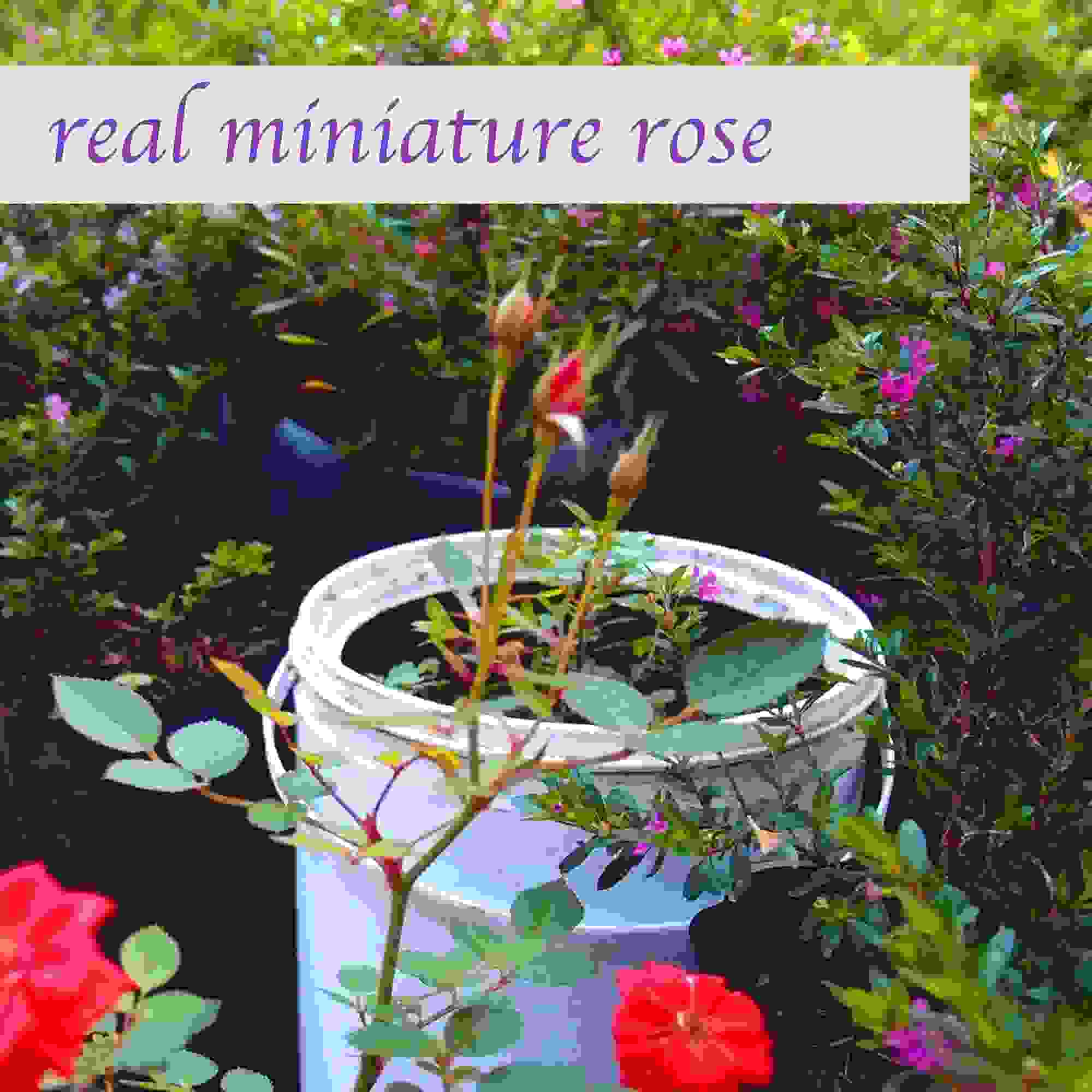 Rose Teardrop Dangle Drop Earrings
